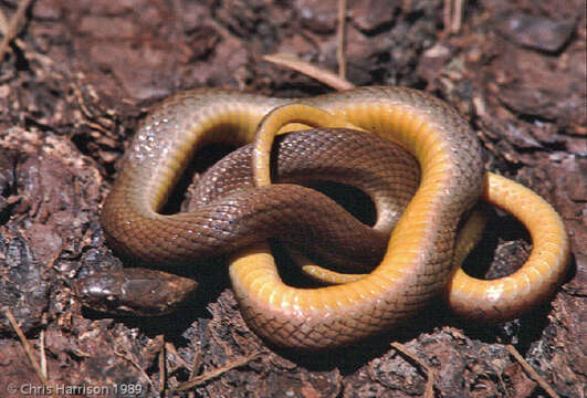 Image of Hempstead´s pine woods snake