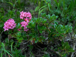 Image of Hairy Alpenrose