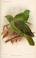 Image of Taiwan Green-pigeon