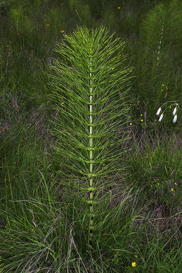 Image of Great Horsetail