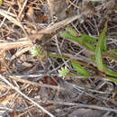 Image of Seaside Dragonlet