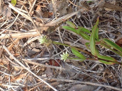 Image of Seaside Dragonlet