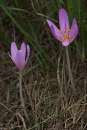 Image of Autumn crocus