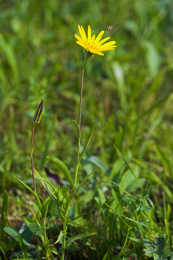 Image of Tragopogon orientalis L.