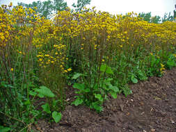 Image of golden ragwort