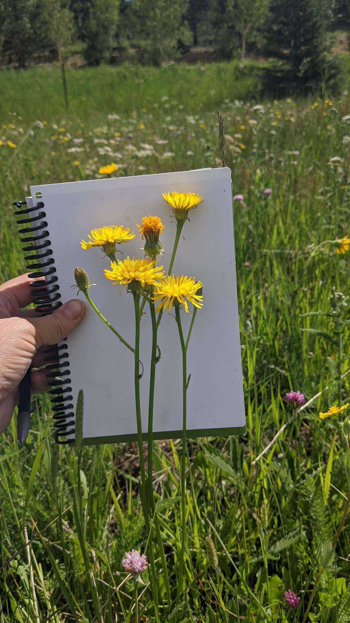 Image de Crepis runcinata (James) Torr. & A. Gray