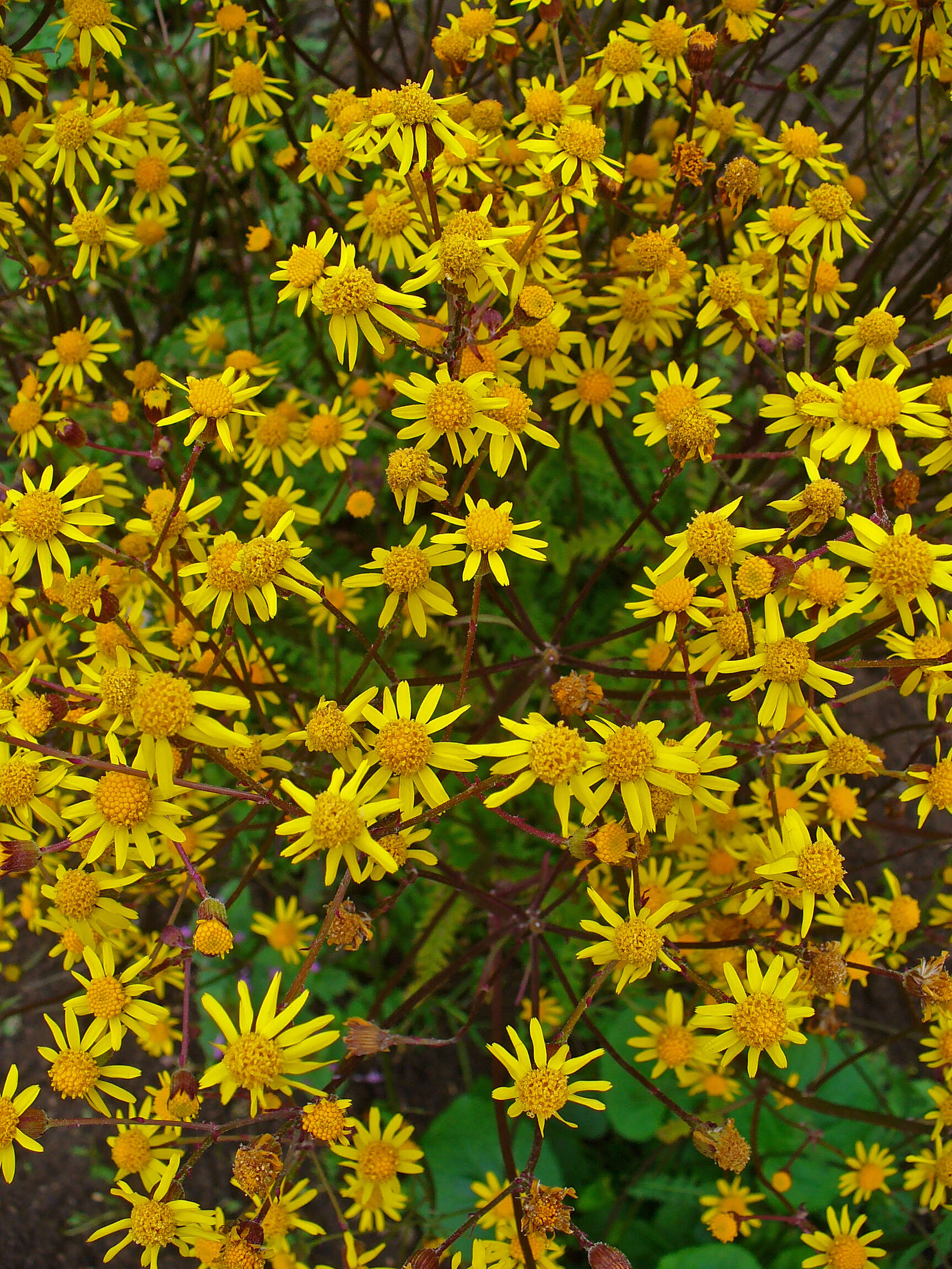 Image of golden ragwort