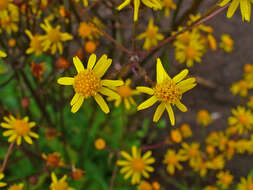 Image of golden ragwort