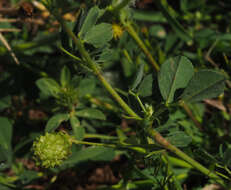 Image de Medicago doliata Carmign.