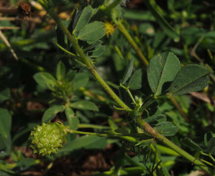 Image of Medicago doliata Carmign.