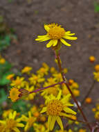 Image of golden ragwort