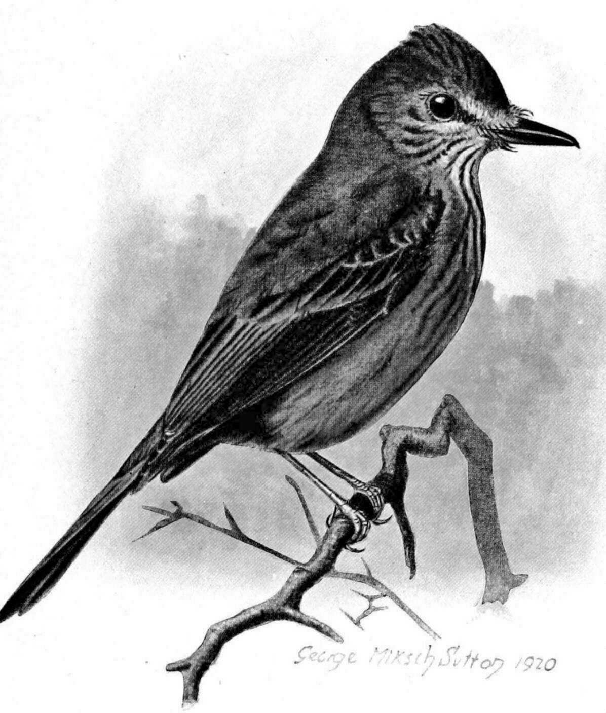 Myiotheretes pernix (Bangs 1899)的圖片