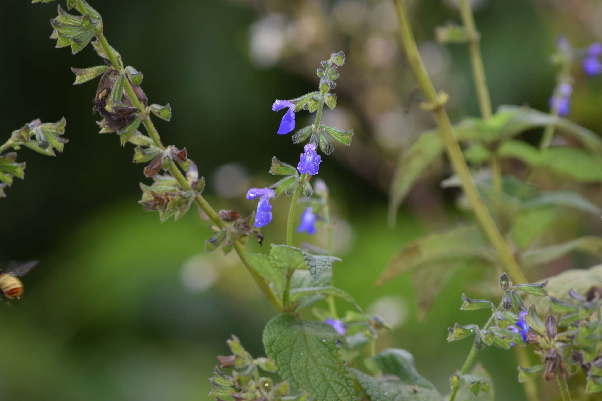 Image of Salvia stachydifolia Benth.