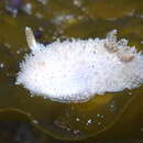 Image of Acanthodoris rhodoceras Cockerell 1905