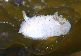 Image of Black and White Dorid