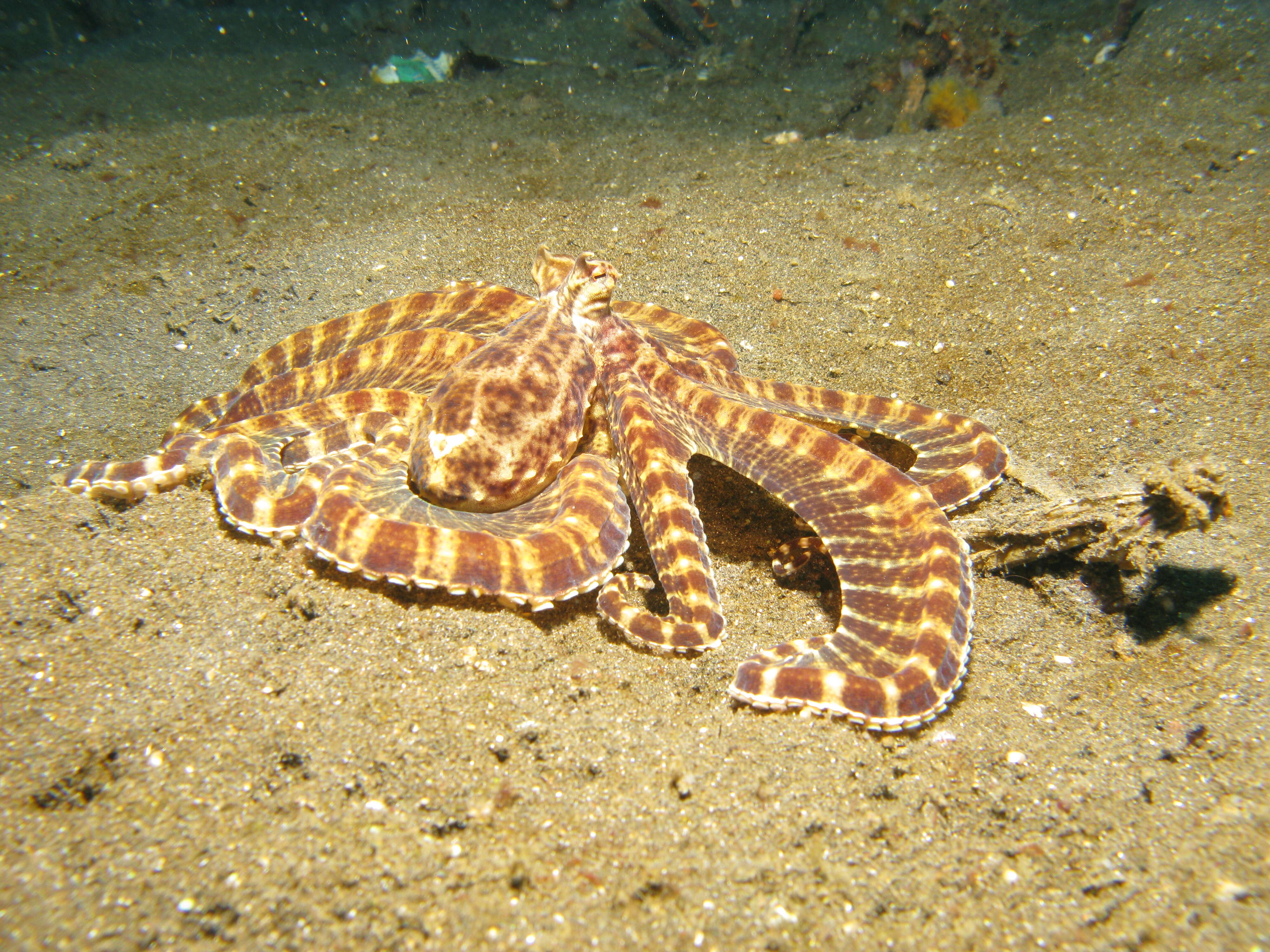 Image of Indonesian mimic octopus