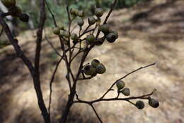 Image de Eucalyptus croajingolensis L. A. S. Johnson & K. D. Hill