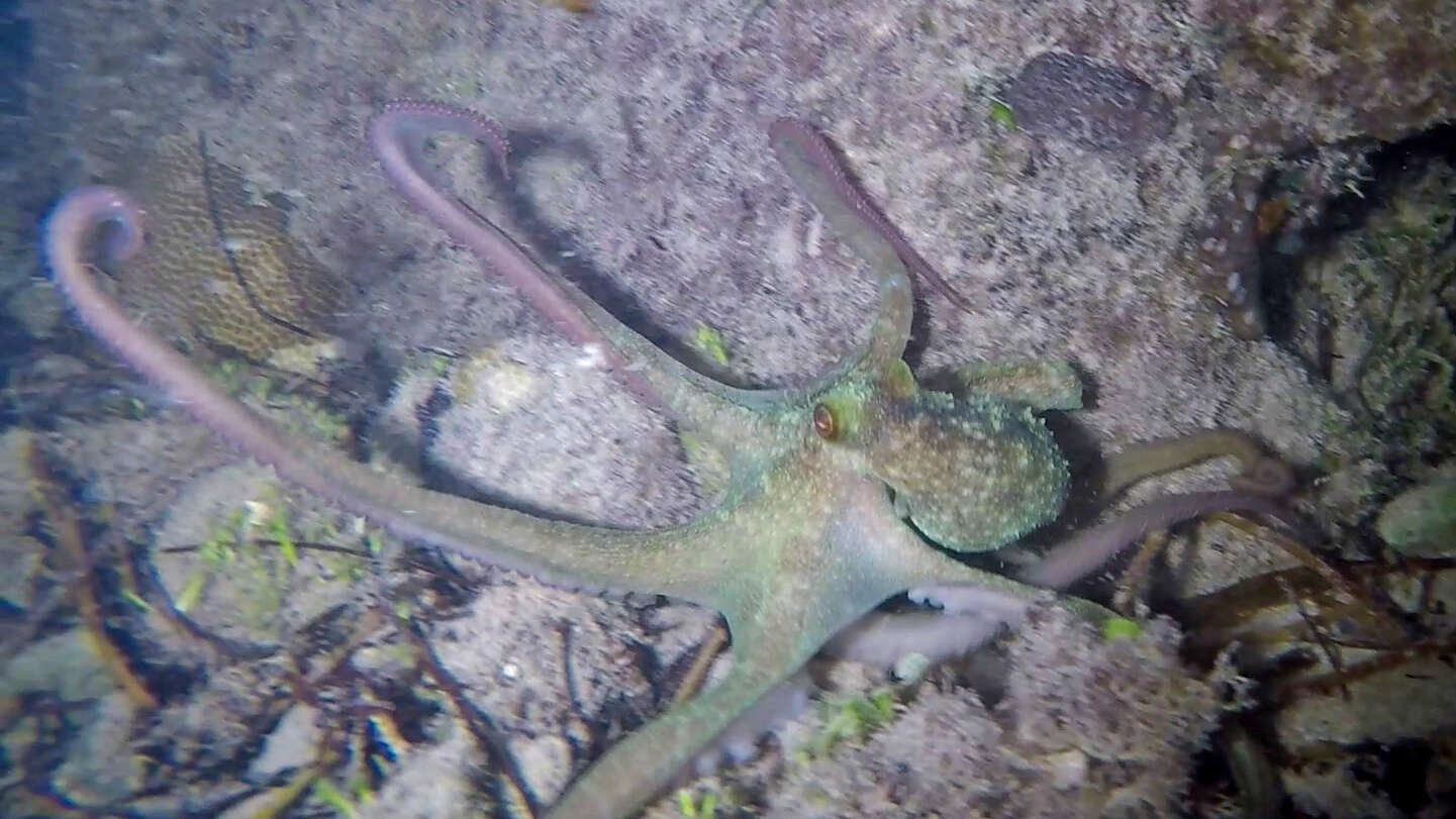 Image of Caribbean reef octopus