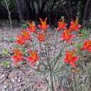 Image of Alstroemeria ligtu L.