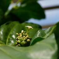 Image of Indian mulberry