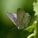 Image of Hypolycaena sipylus Felder 1860