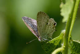 Слика од Hypolycaena sipylus Felder 1860