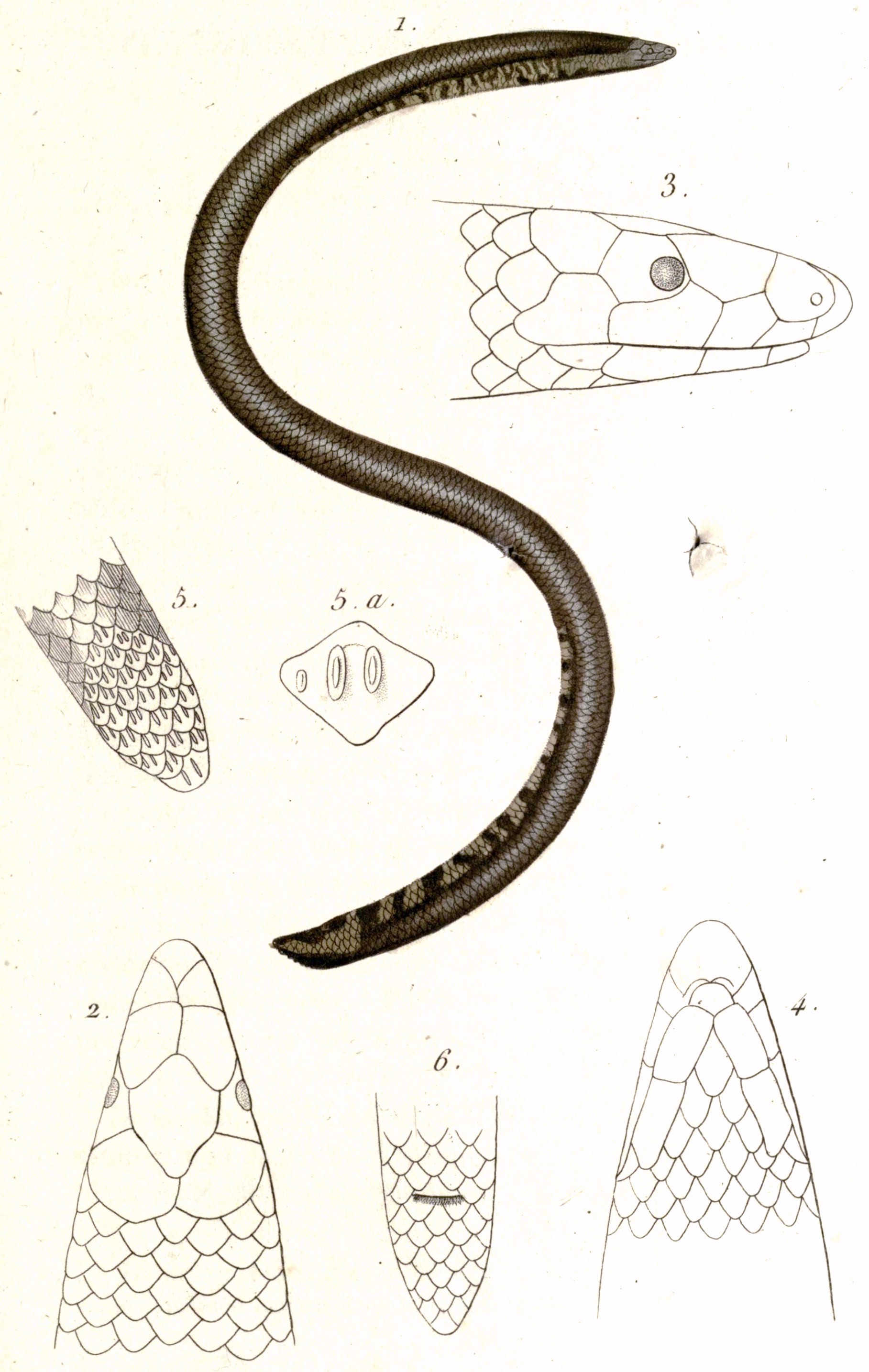 Image of Cuvier's Sheildtail