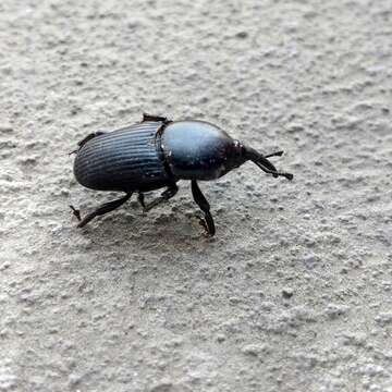 Image of Sisal Weevil