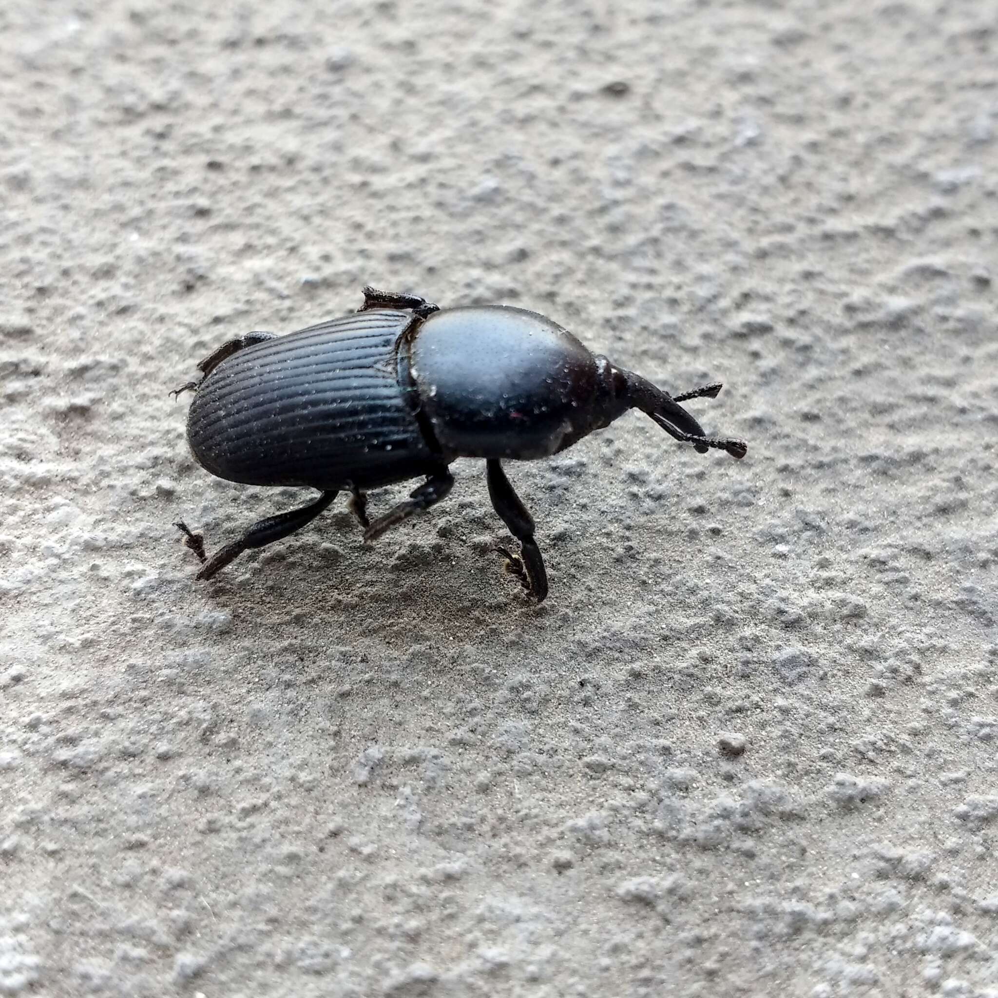 Image of Sisal Weevil