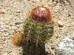 Melocactus harlowii (Britton & Rose) Vaupel resmi