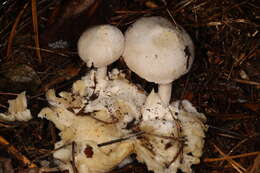 Image of Volvariella surrecta (Knapp) Singer 1951