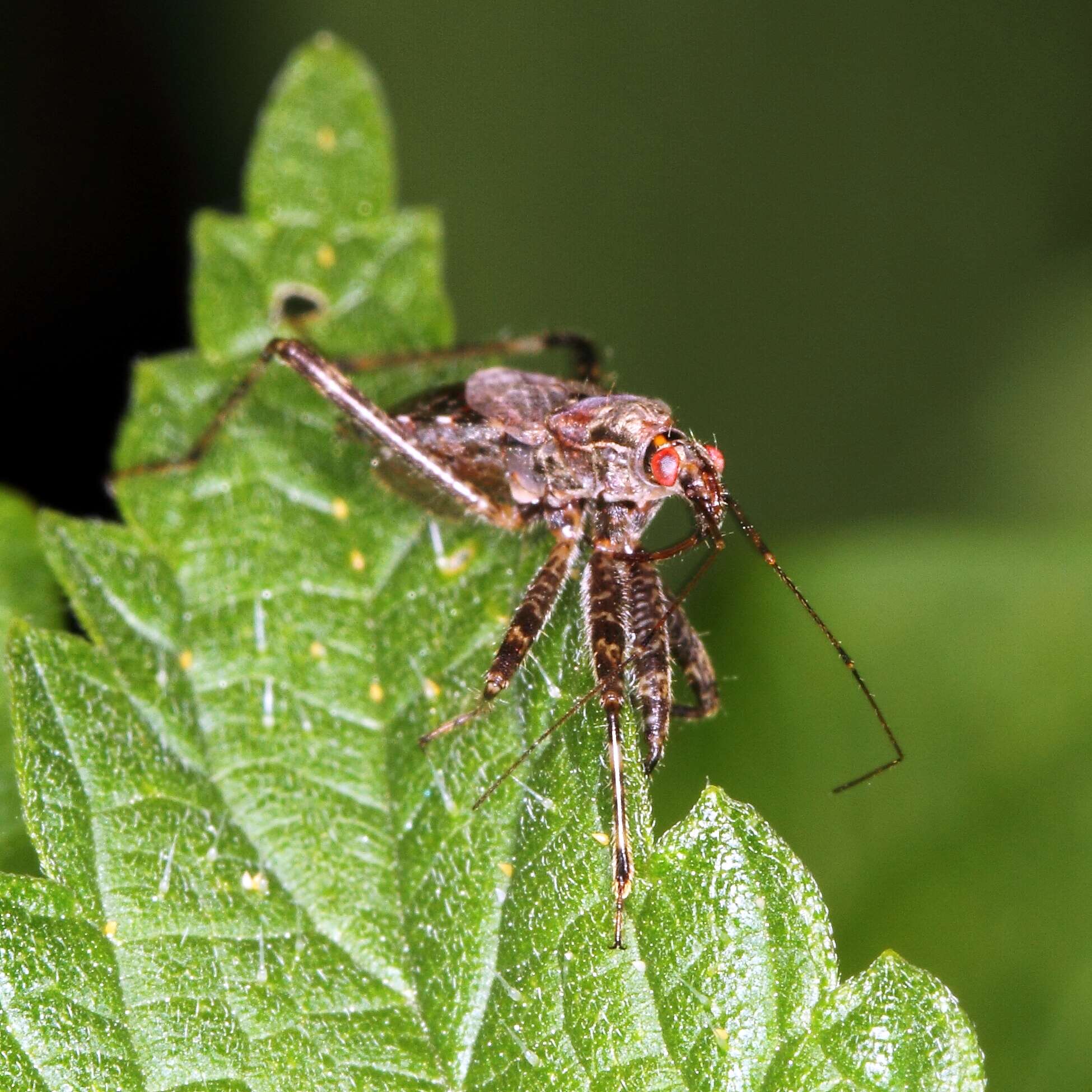 Image of Himacerus apterus (Fabricius 1798)