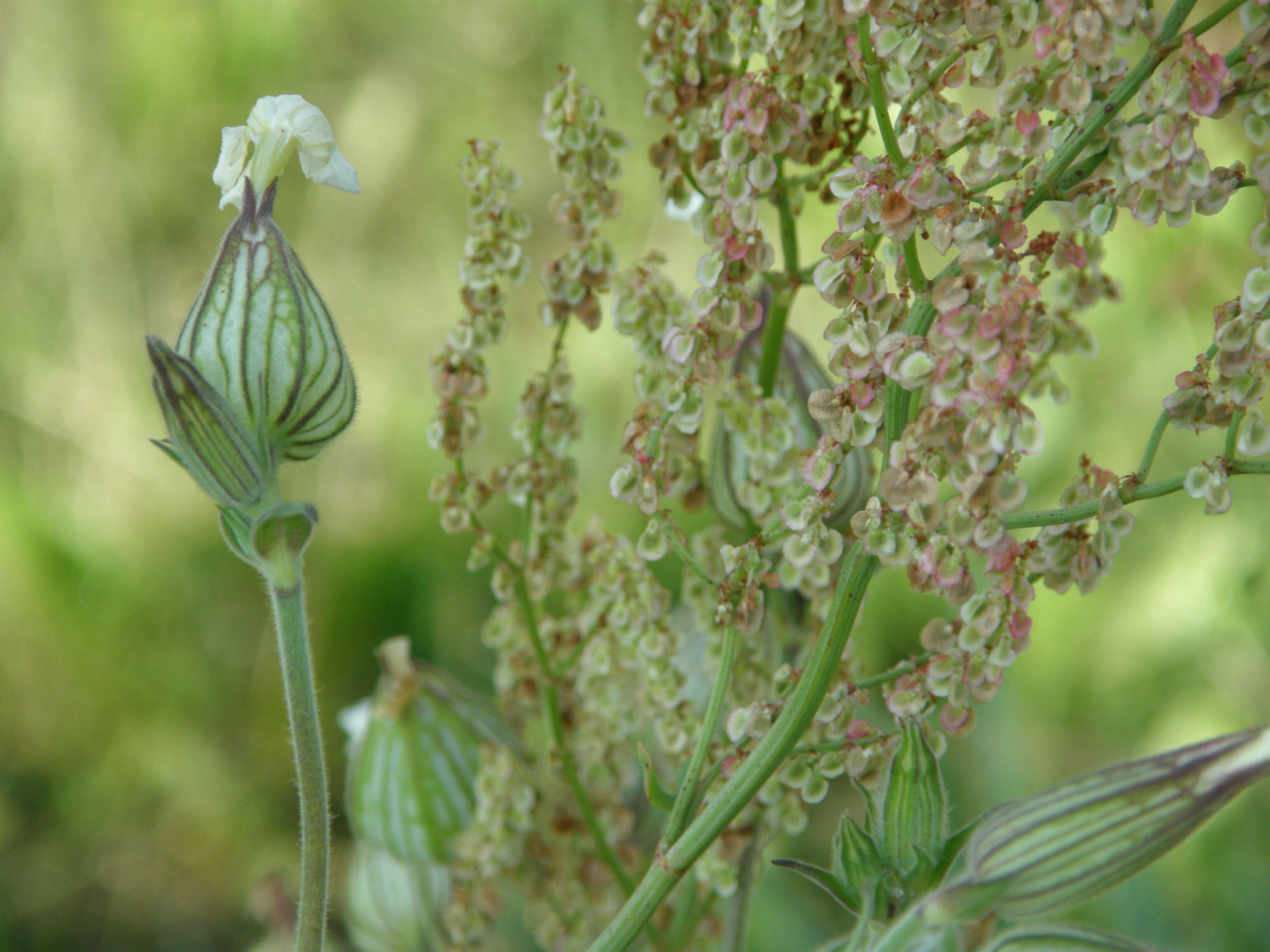 Image of Bladder Campion