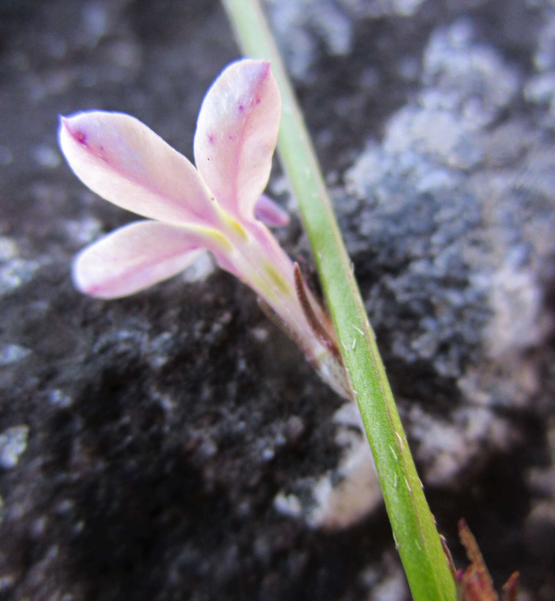 Imagem de Lobelia patula L. fil.