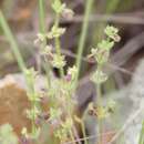 Image of southwestern bedstraw