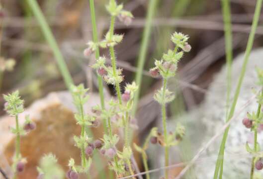 Galium virgatum Nutt. resmi