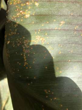 Imagem de Puccinia thaliae Dietel 1899