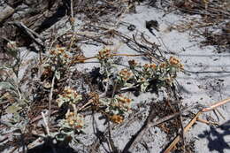 Слика од Helichrysum tinctum (Thunb.) Hilliard & Burtt