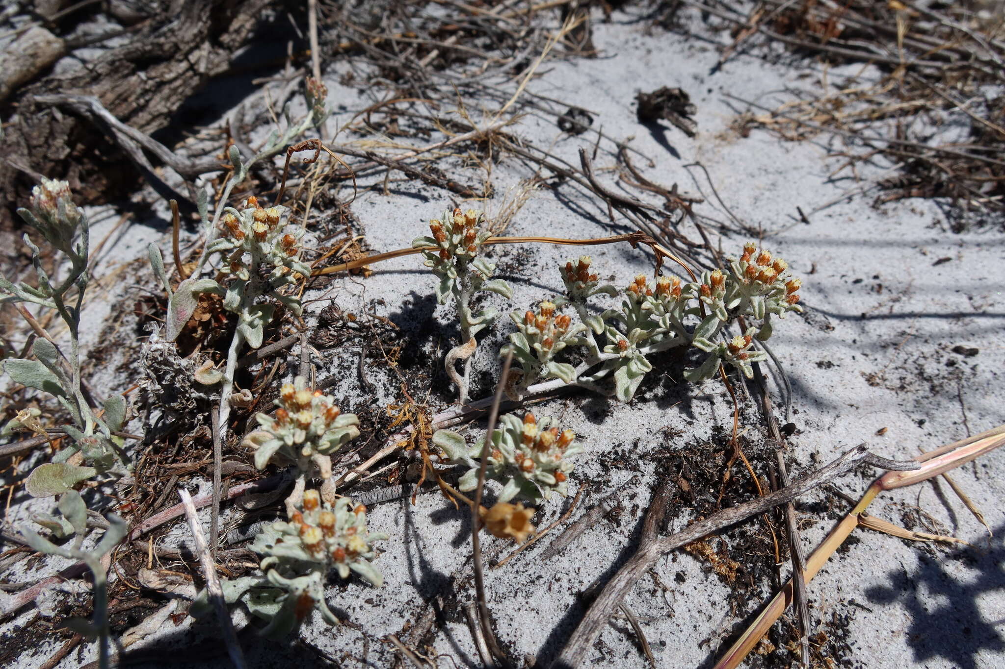 Слика од Helichrysum tinctum (Thunb.) Hilliard & Burtt