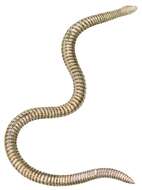 Image of Iberian Worm Lizard