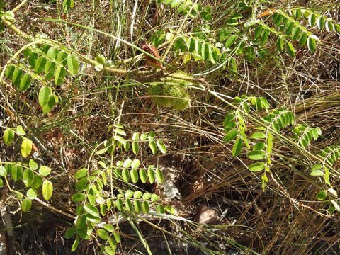 Image of Brown Nickarbean