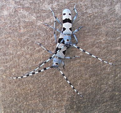 Image of Rosalia Longicorn