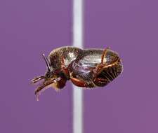 Sivun Onthophagus striatulus (Palisot de Beauvois 1809) kuva