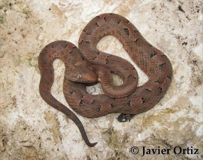 Image of Yucatán Hognose Viper