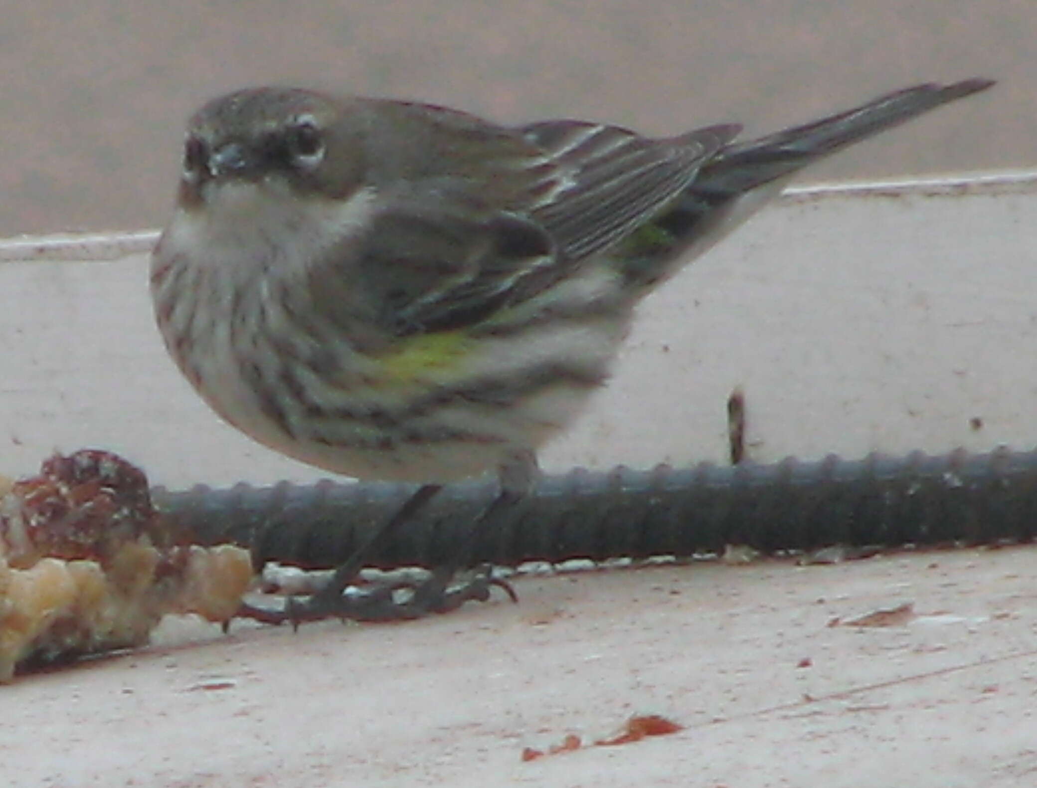 Image of Myrtle Warbler