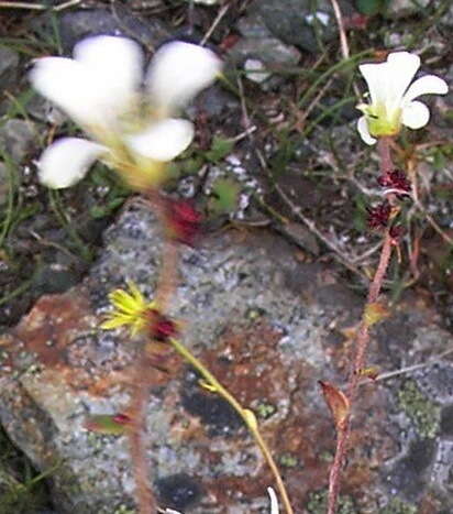 Plancia ëd Saxifraga cernua L.