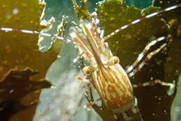 Image of California Spot Prawn