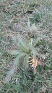 Eryngium agavifolium Griseb. resmi