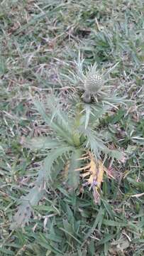 Imagem de Eryngium agavifolium Griseb.