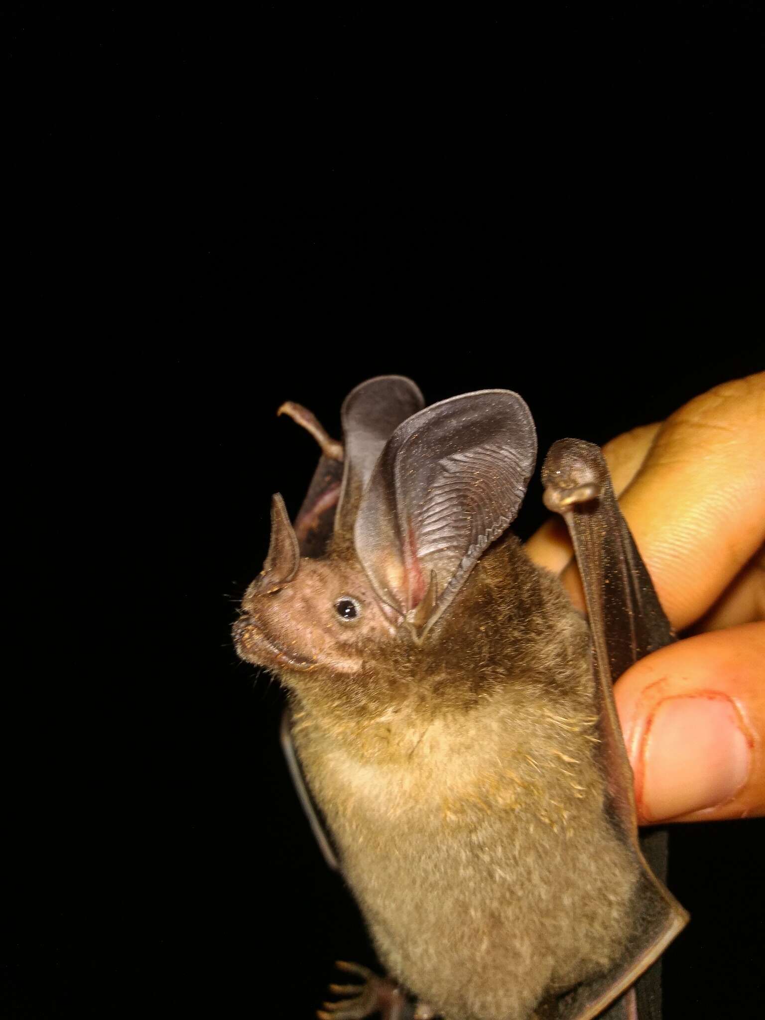 Image of Davis's round-eared bat